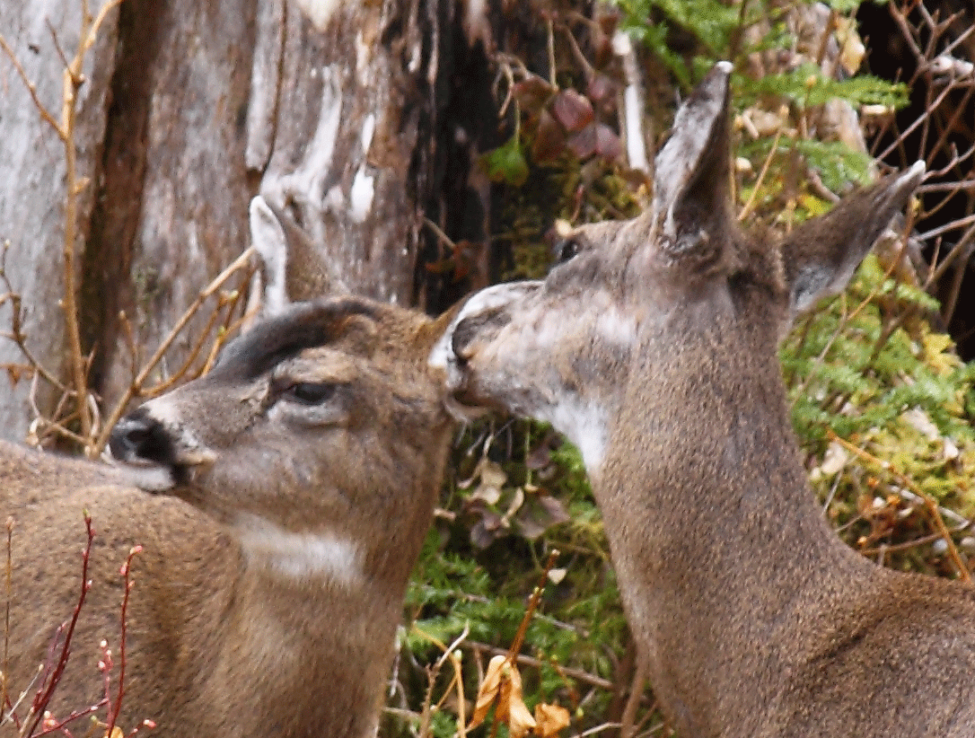 Deer Moms Embarrass Their Kids, Too