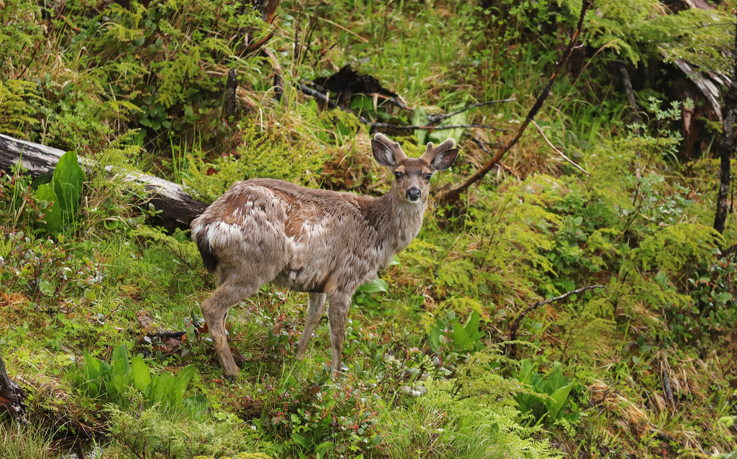 Sitka blacktail buck velvet antlers shedding