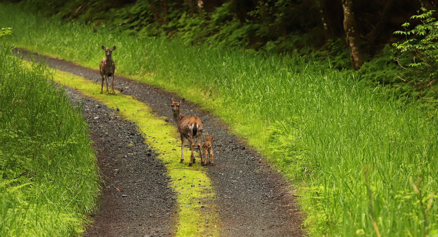 Sitka blacktail deer doe and fawn butt shot