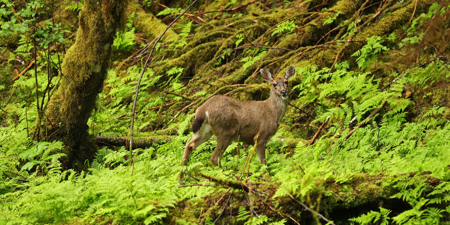 Sitka blacktail deer doe telling it like it is