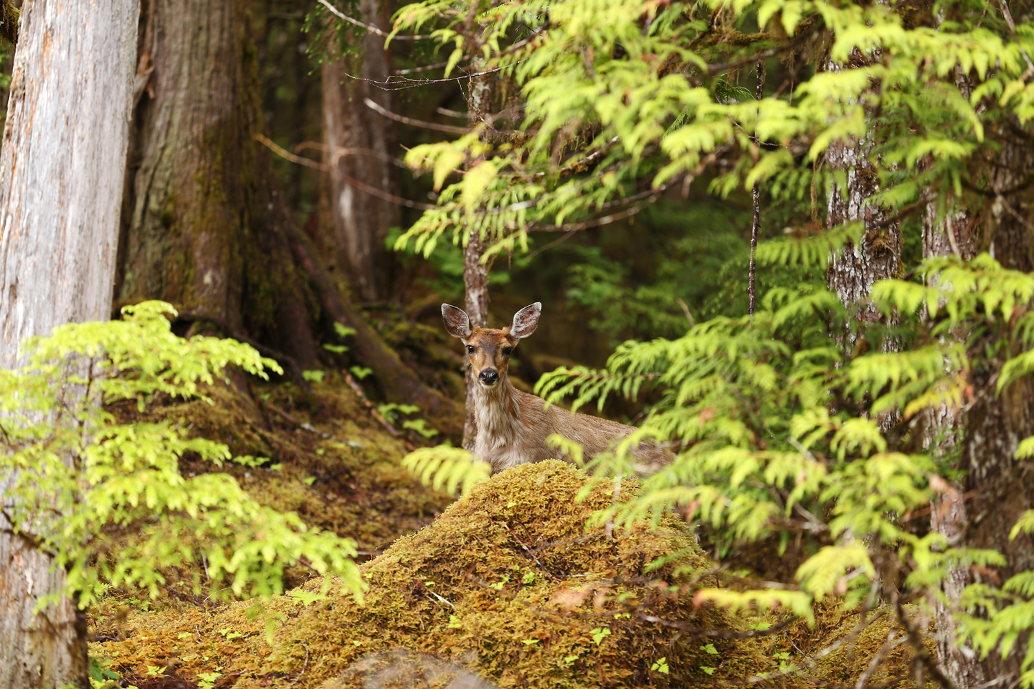 Old growth forest is very important winter habitat for deer.