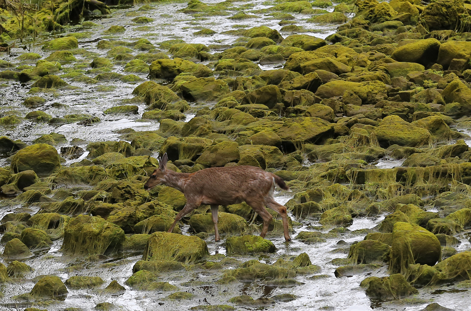 Sitka blacktail doe in Southeast Alaska walking through slimy seaweed