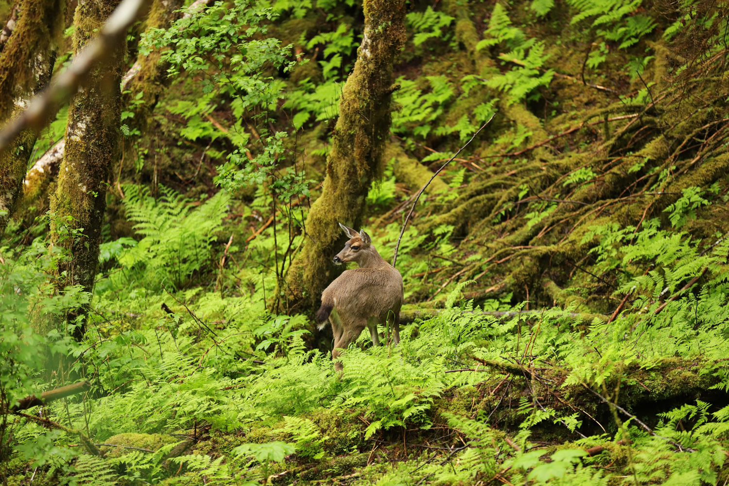 Sitka blacktail doe in the forest