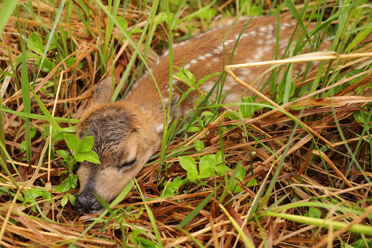 Sitka blacktail fawn in Southeast Alaska