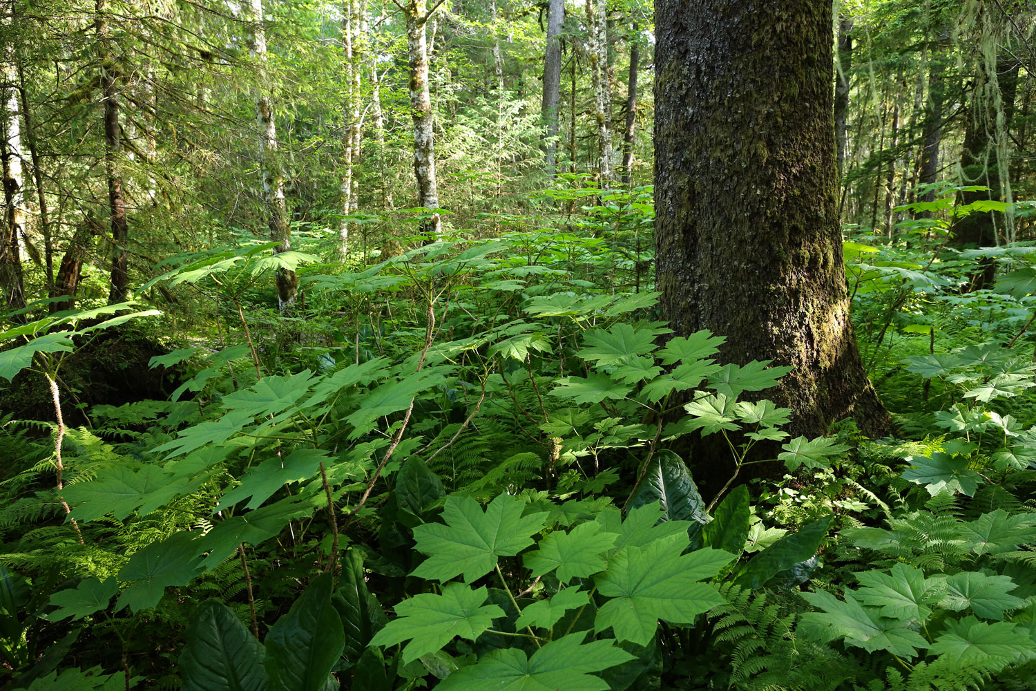 Southeast Alaska forest devils club spruce trunk