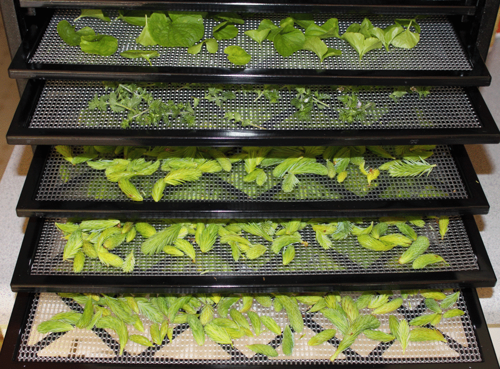 Violet leaves, eyebright leaves, and spruce tips ready to be dried.