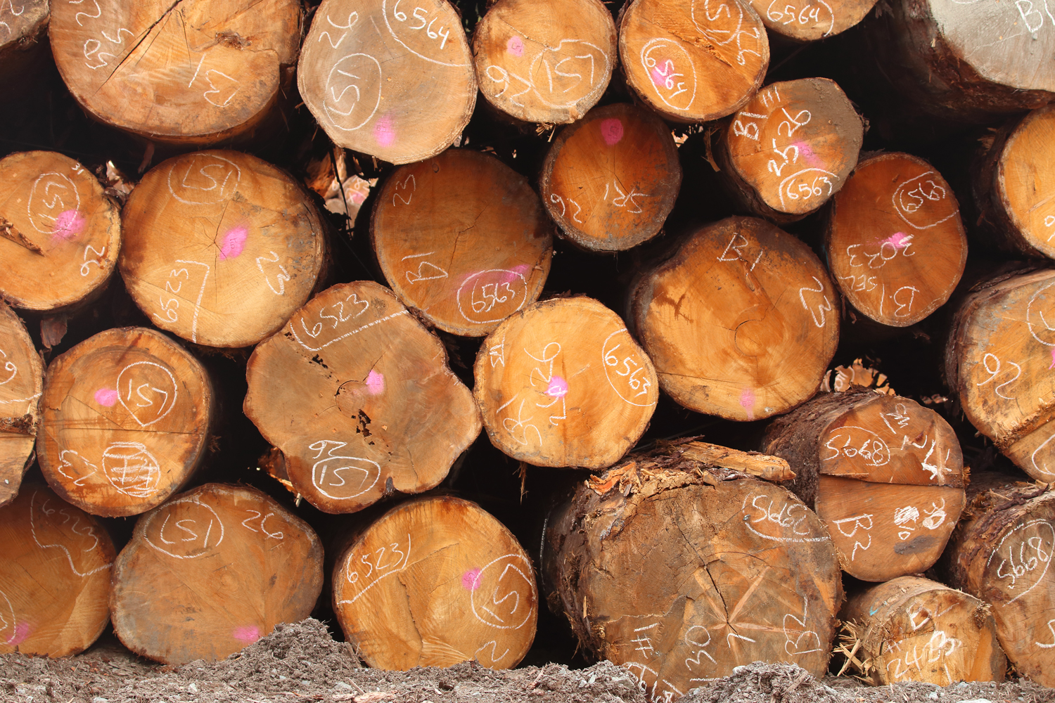 Stack of logs at the sort yard with markings on Prince of Wales Island in Southeast Alaska