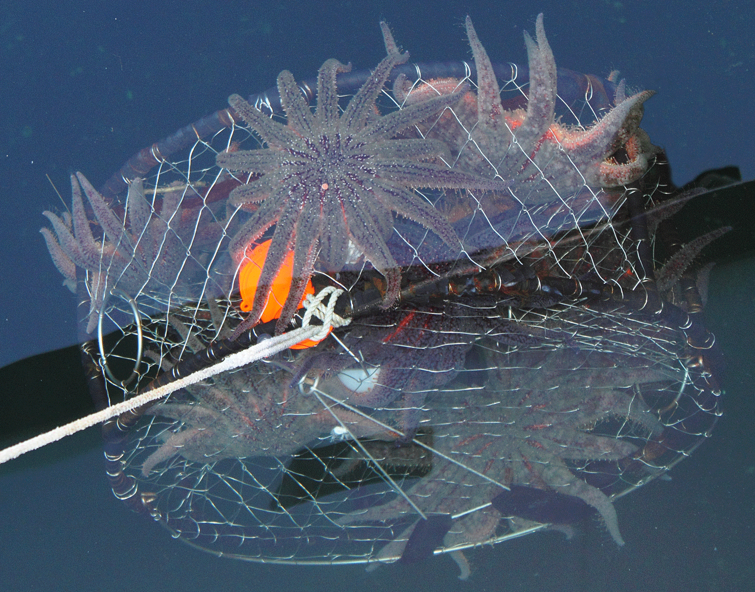 A crab pot full of starfish being pulled up to the surface. The sunflower seastars were sent back home, and we set the crab pot elsewhere.