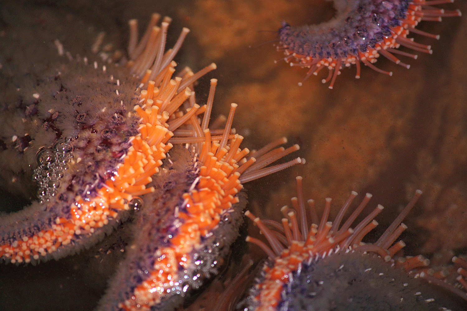Starfish feet legs Sunflower sea star feet legs Southeast Alaska