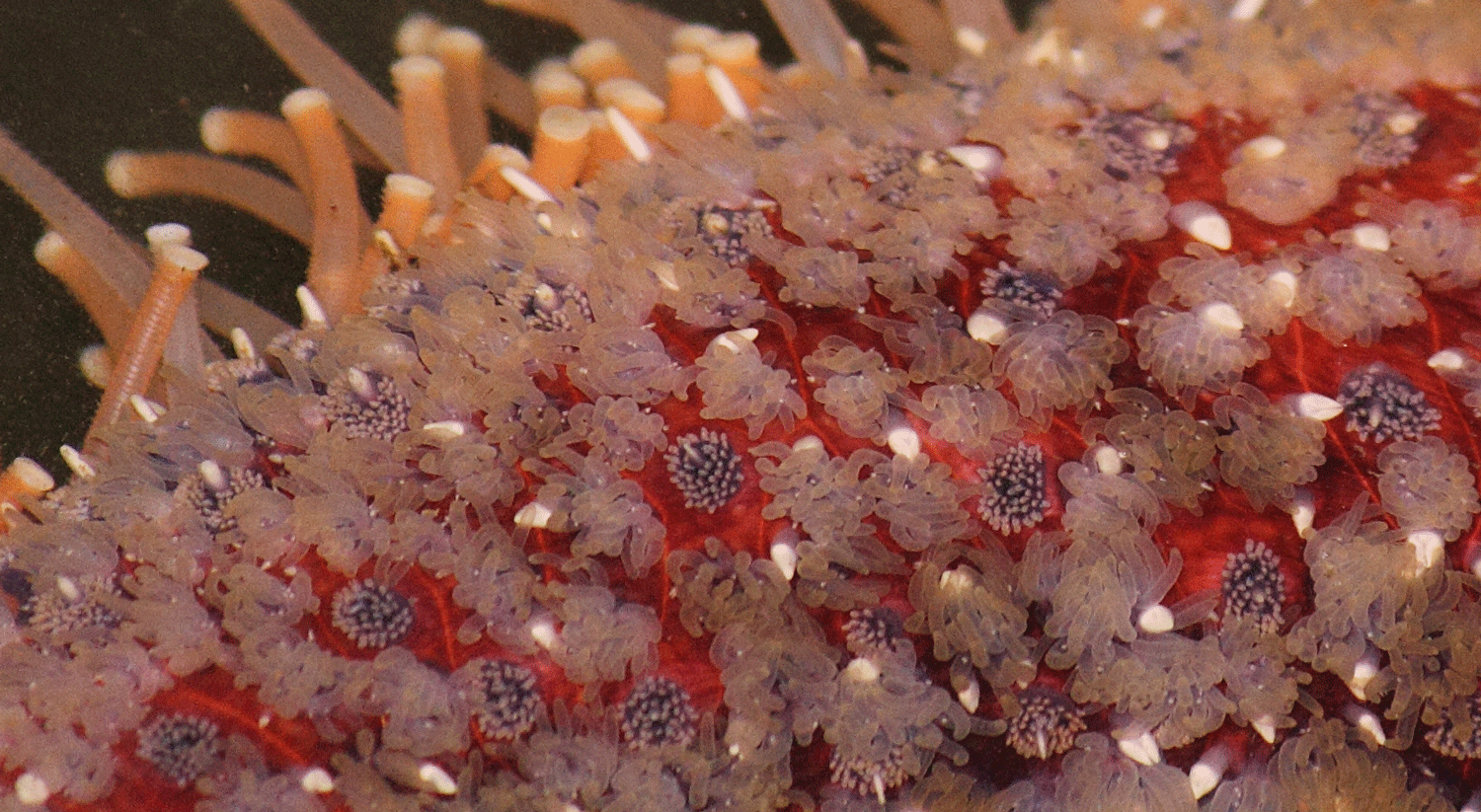 Closeup of the skin of a sunflower seastar leg. Its feet are in the background.
