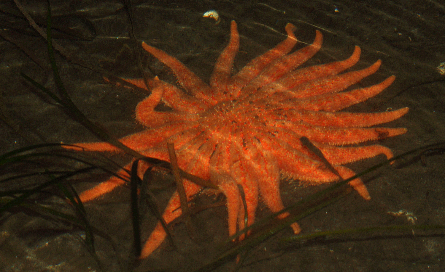 Sunflower seastar moving through eelgrass at night in about two feet of water. This starfish is about 30 inches (76 cm) across.