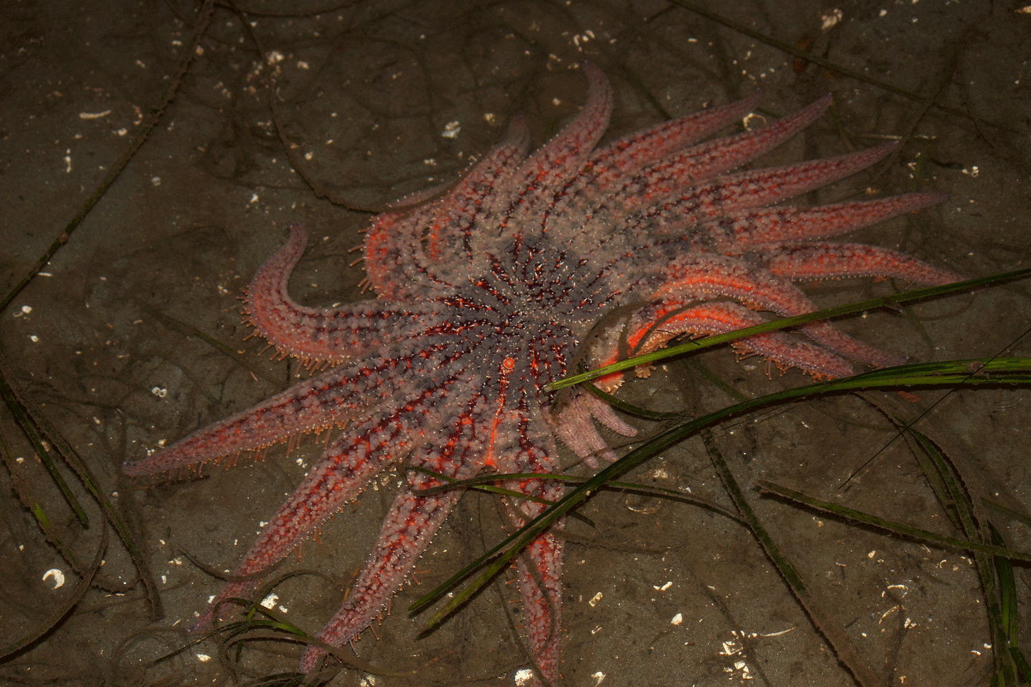 Sunflower seastar regrowing three of it's legs.