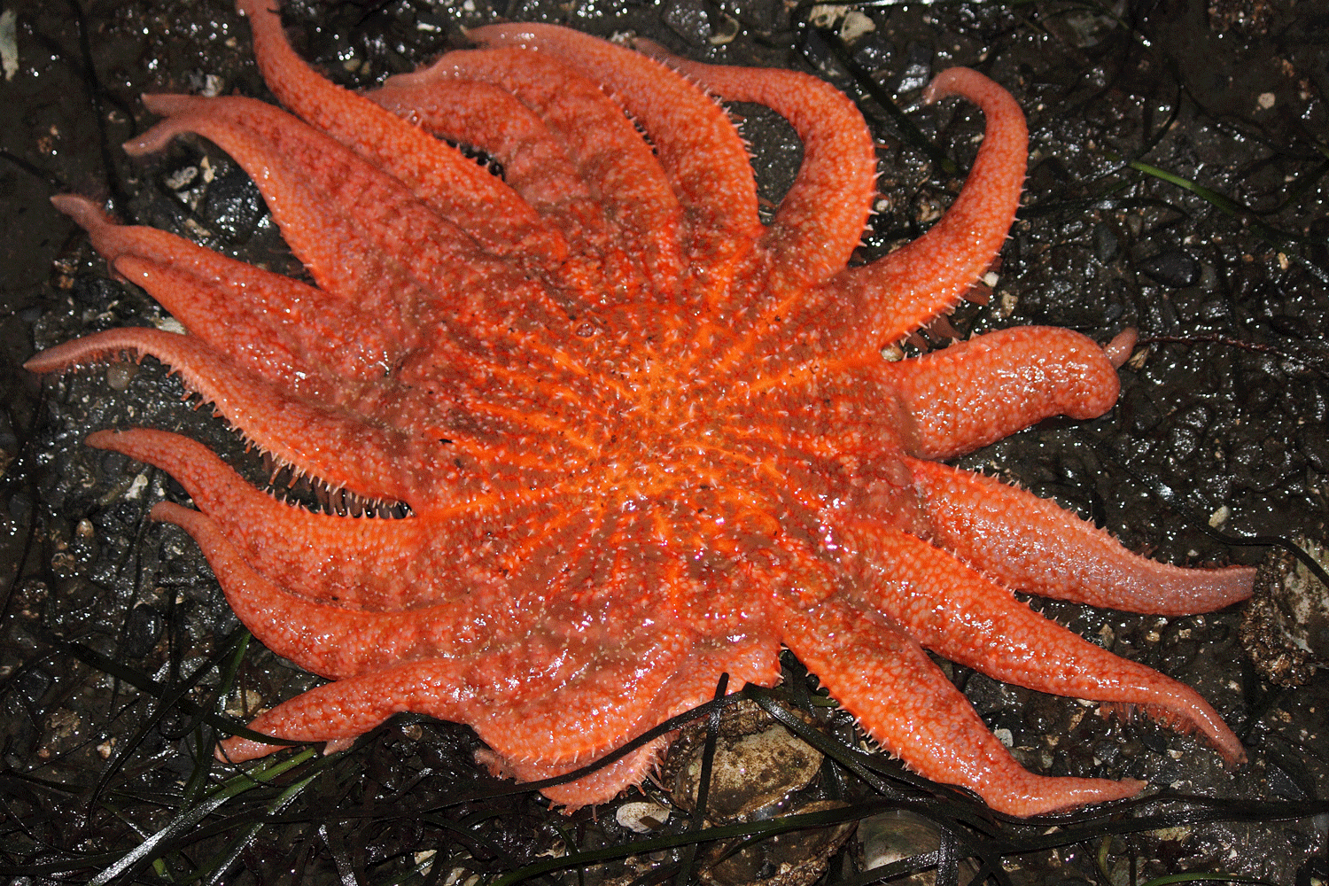 A beached sunflower seastar  ( Pycnopodia helianthoides ). The tide will be back in in a few hours and this starfish will be hunting for clams and other starfish treats again.