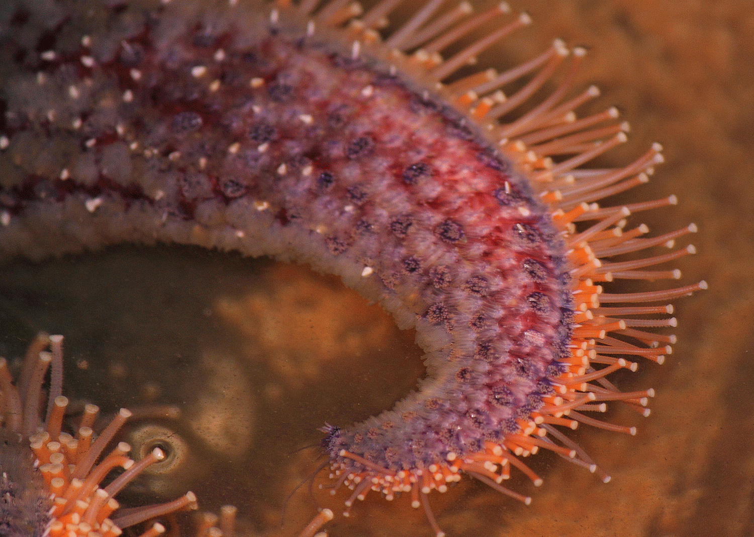 Sunflower seastar leg with feet extended.