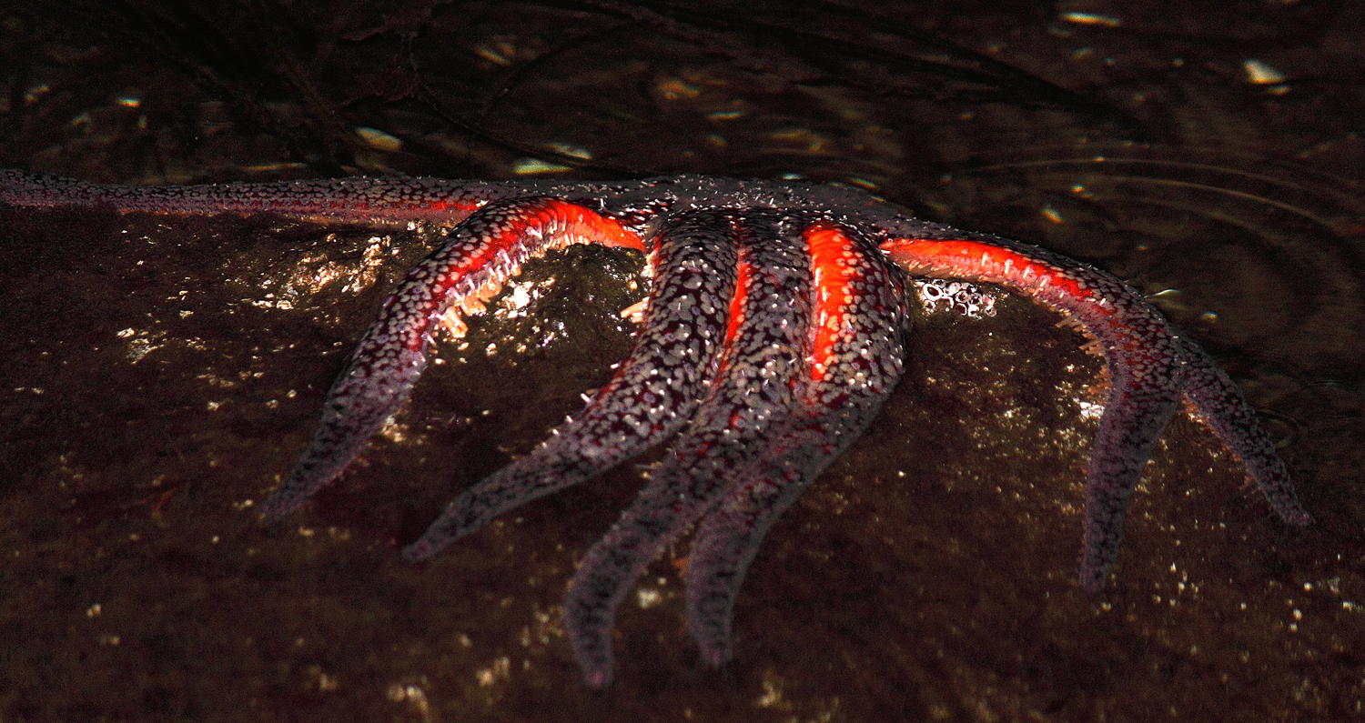 Sea monster lurking at night...