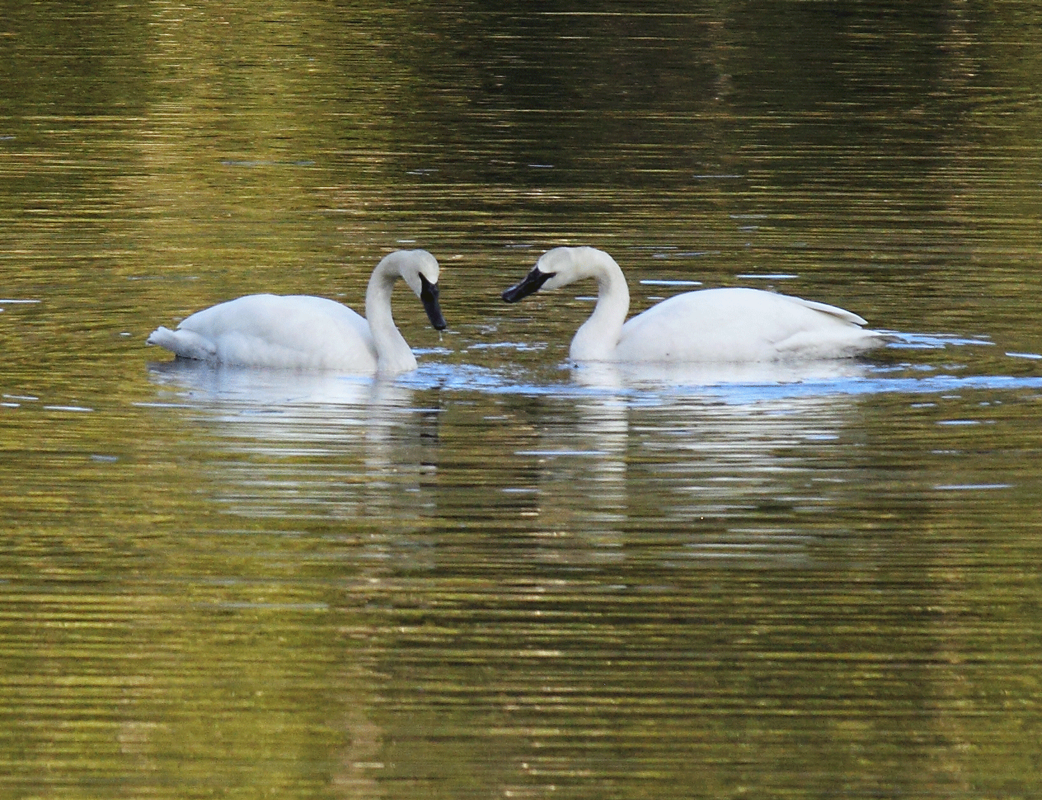 Trumpeter Swans on Pat's Lake