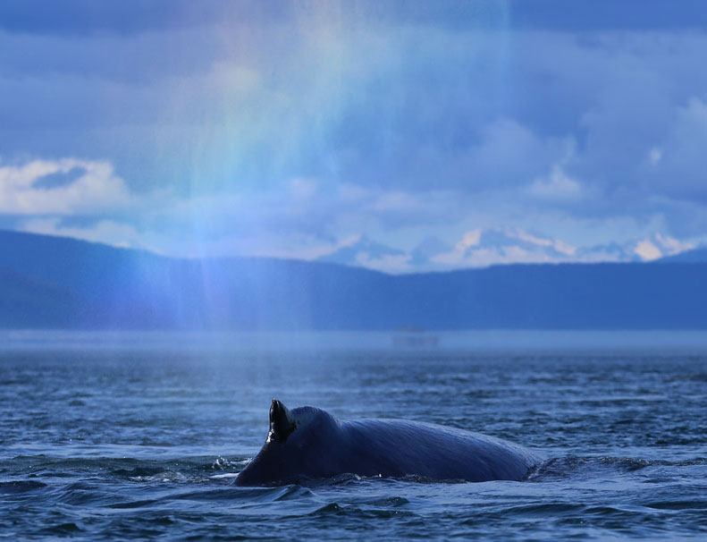 Humpback Whales at Point Baker