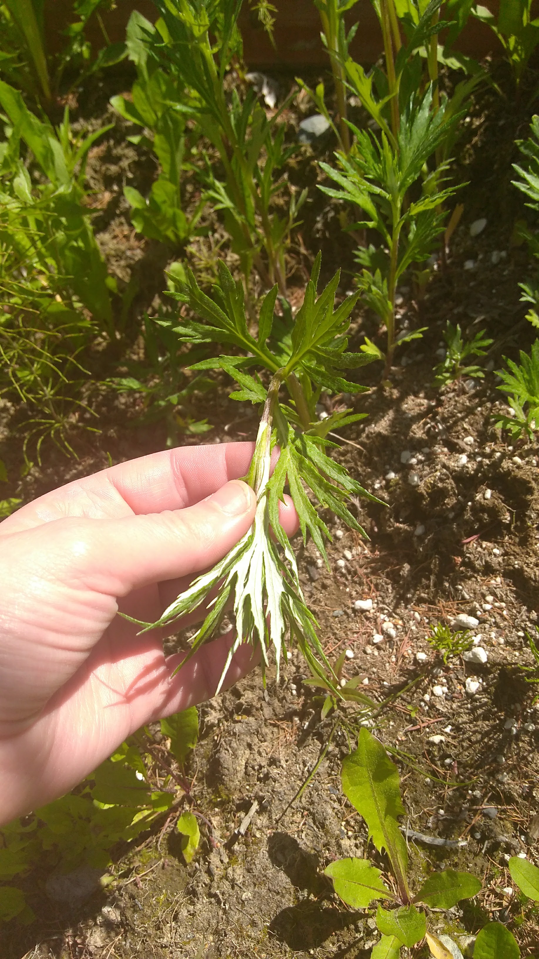 Another defining feature of wormwood is the silver underside.