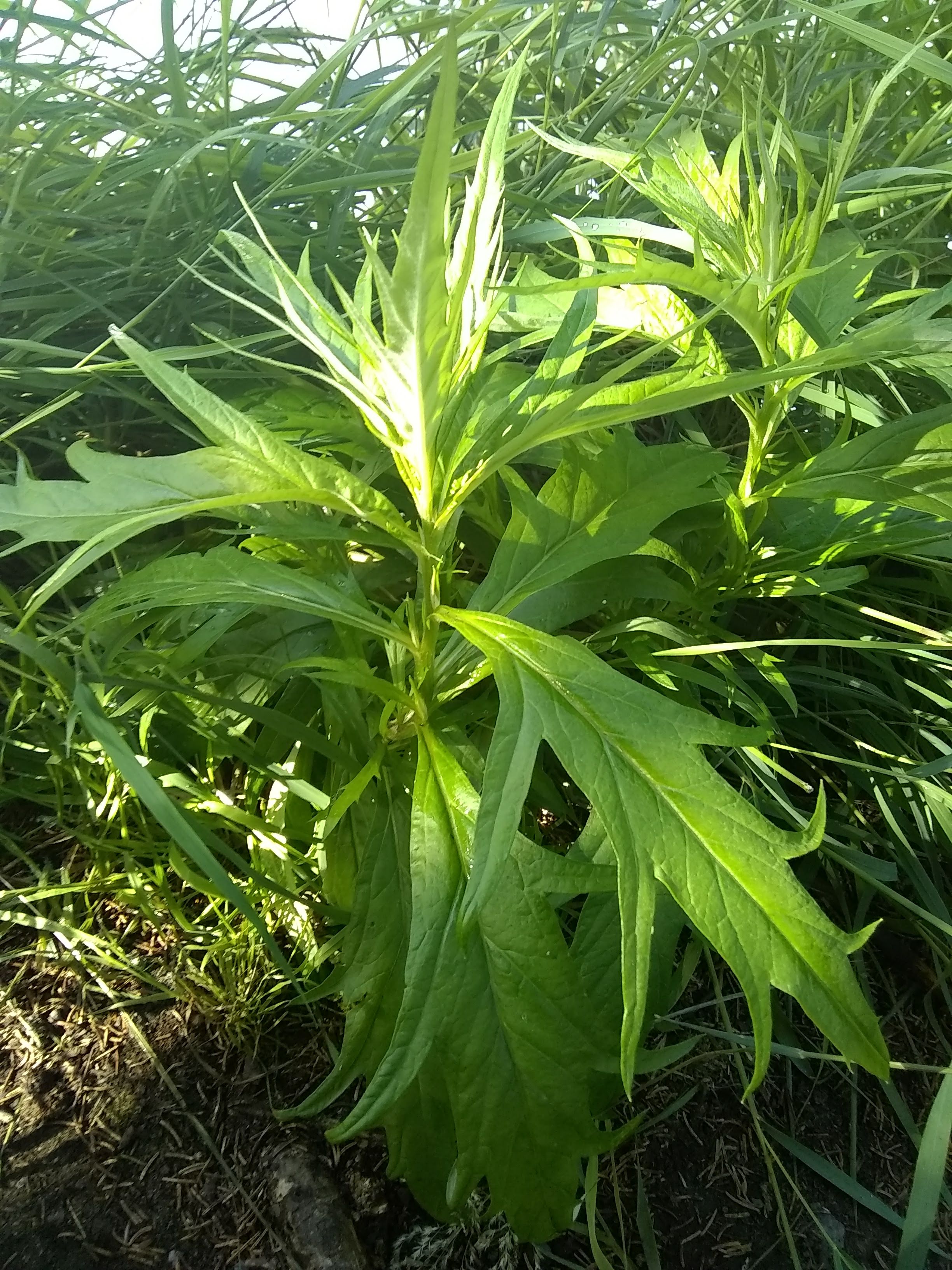 Wormwood has a distinctive smell to go along with a distinctive leaf.