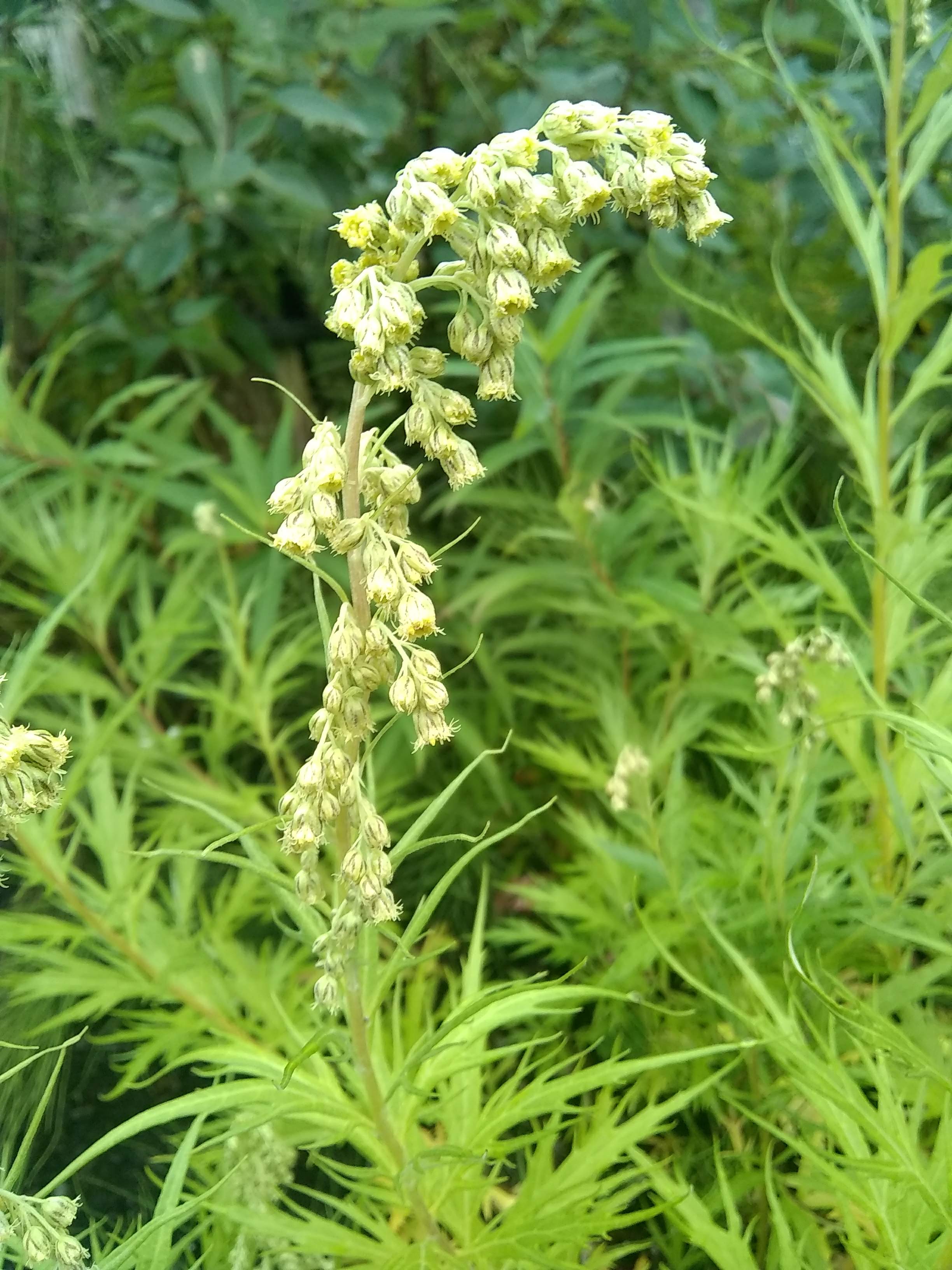 Here is what the flowers of wormwood look like in late summer.