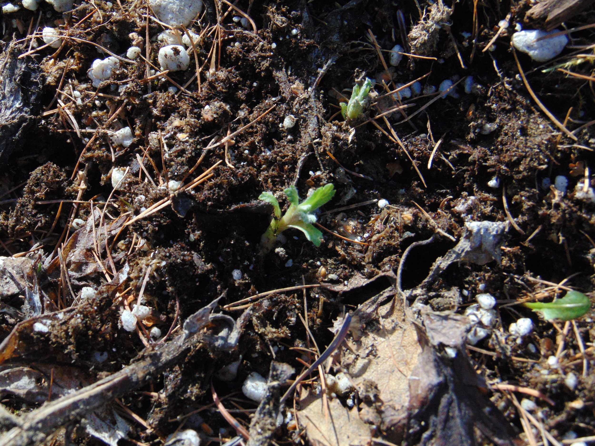 Wormwood seedling Artemisia tilesii mugwort stinkweed medicine Alaska