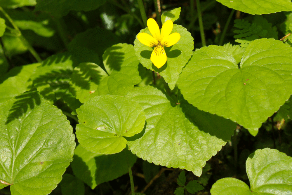 Yellow violet (Viola glabella) in Southeast Alaska.