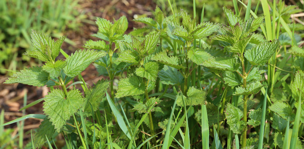 Stinging nettles (Urtica dioica)