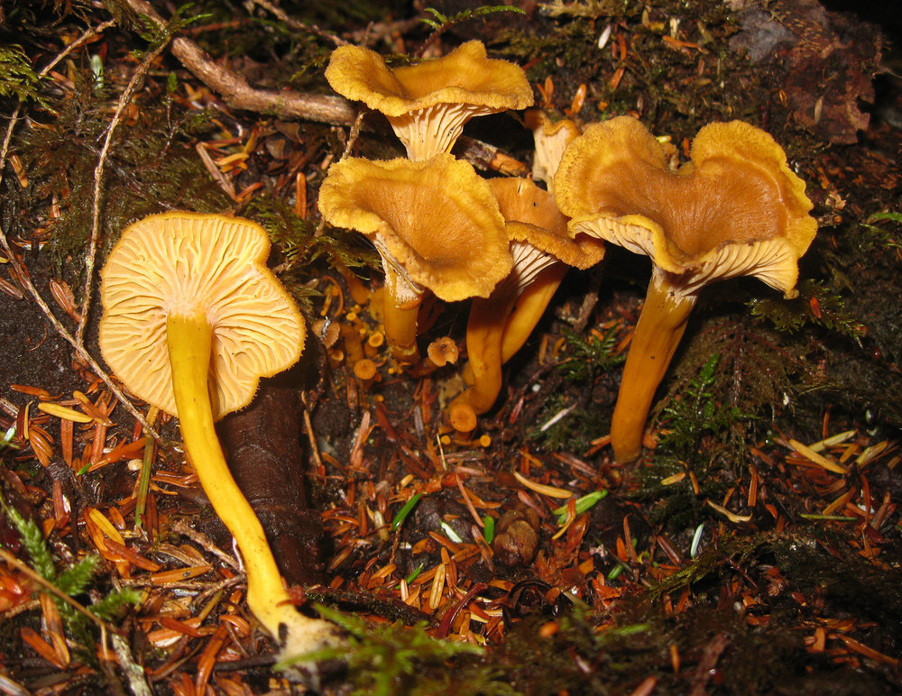  Winter Chanterelle ( Craterellus tubaeformis )  