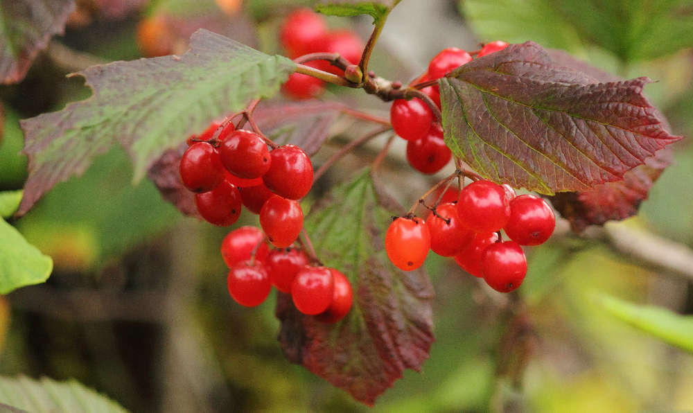 Highbush Cranberries are not actually cranberries, but that is what we call them anyway.