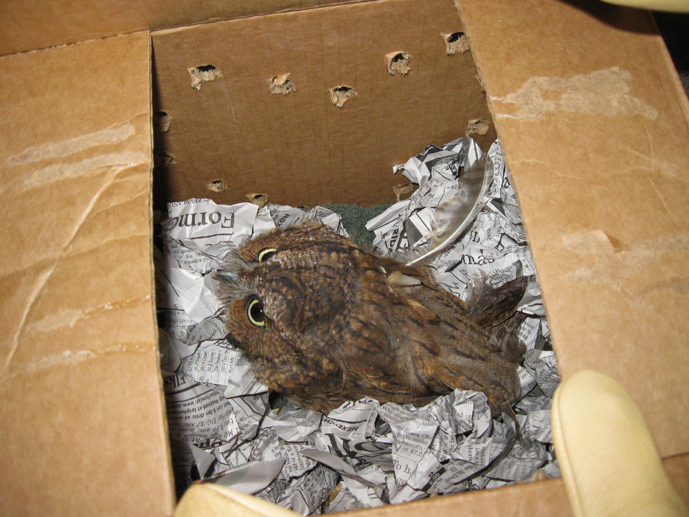 little owl box screech owl red phase alaska southeast Sitka Raptor Center mediac ship to transport send to