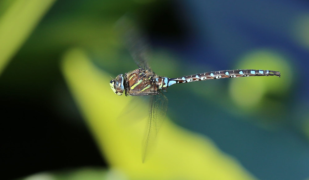 Paddle-tailed darner (Aeshna palmata ) 