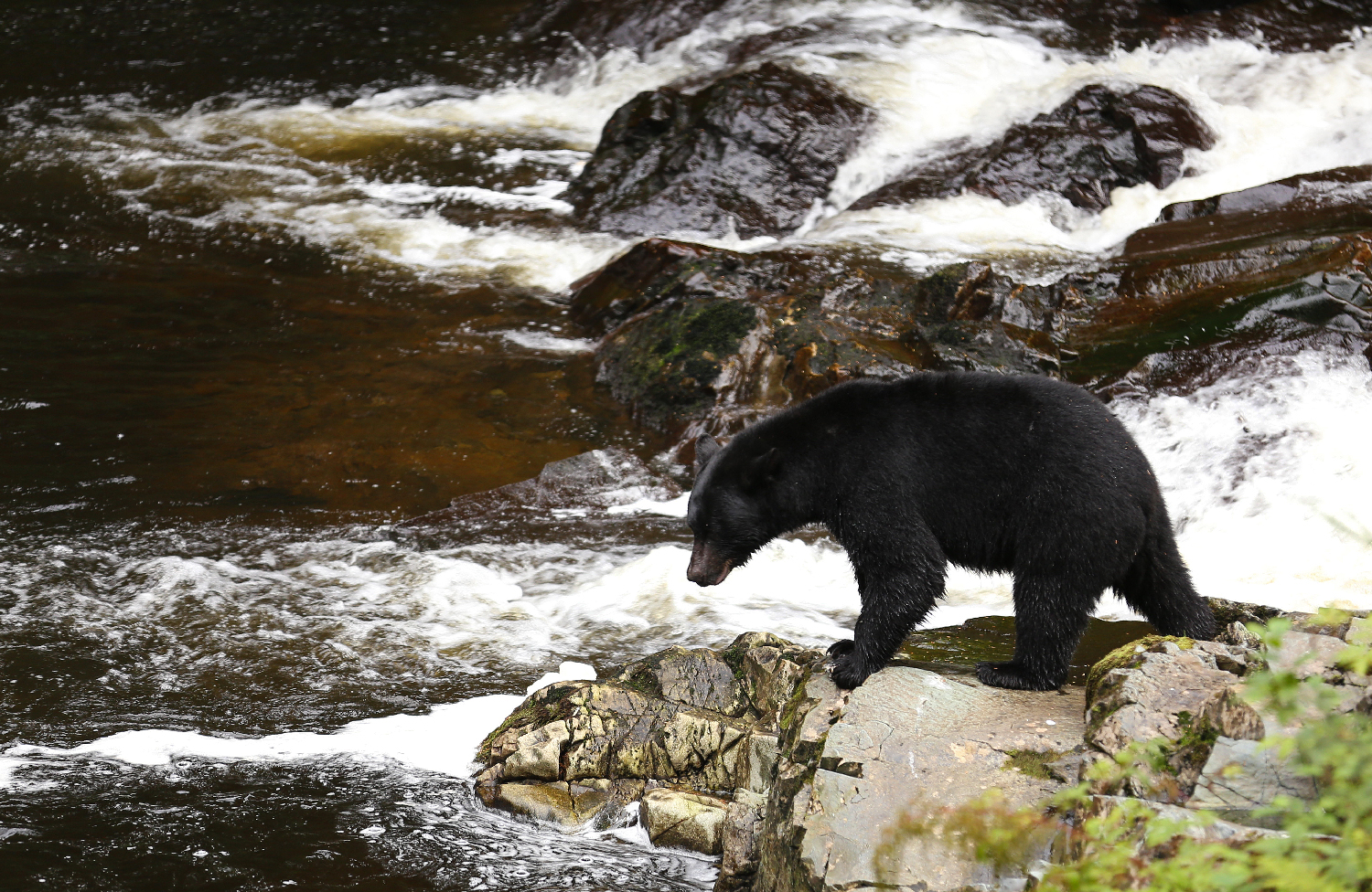 Just checking the pantry. The dark streaks in the water on the left of the photo are salmon.