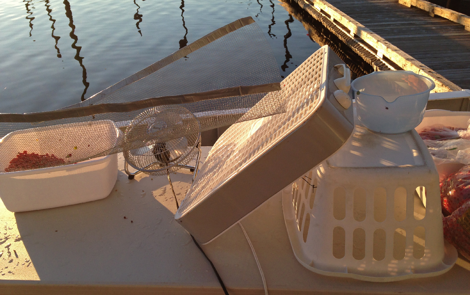 Setup on the back deck of the boat for the first step of cleaning blueberries and red huckleberries.