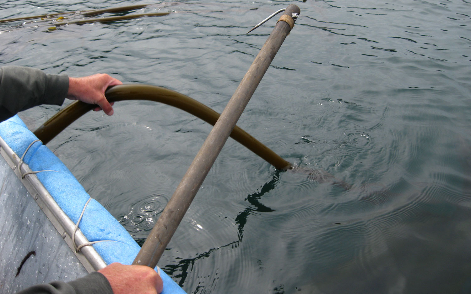 bull kelp seaweed bullwhip gather harvest forage edible pickles Southeast Alaska