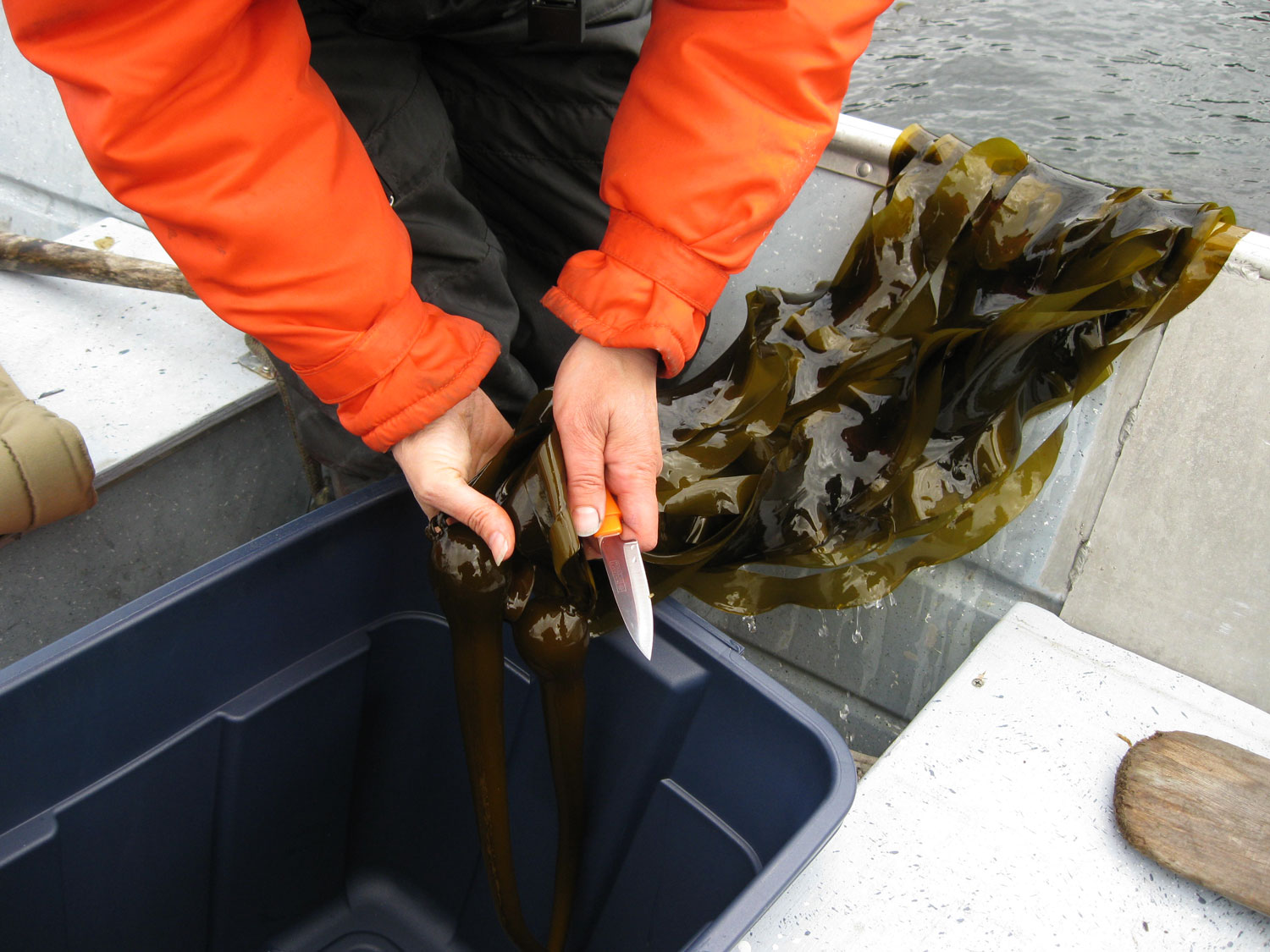 bull kelp seaweed harvest forage gather collect edible pickles Southeast Alaska