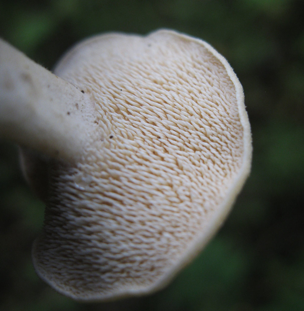 hedgehog mushroom (Hydnum umbilicatum) edible Southeast alaska belly button forage harvest gather pick