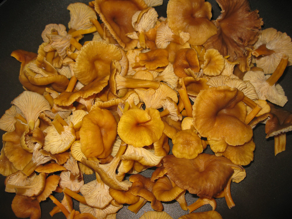 edible winter chanterelle mushroom yellow foot feet saute pick gather forage harvest Southeast Alaska