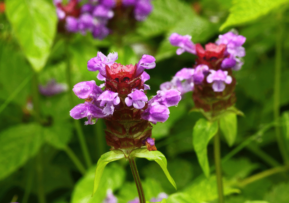 Heal-all, also called common self-heal ( Prunella vulgaris )  