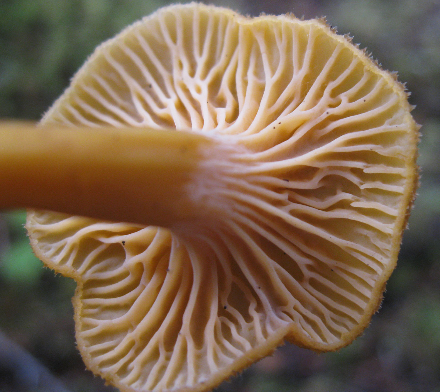 edible mushroom winter chanterelle veins ridges not gills Southeast Alaska