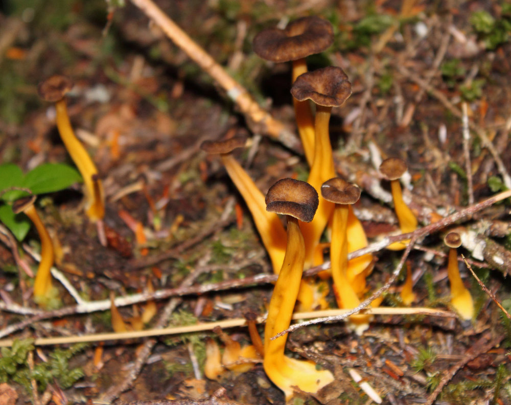  Yellow foot or Winter Chanterelle 