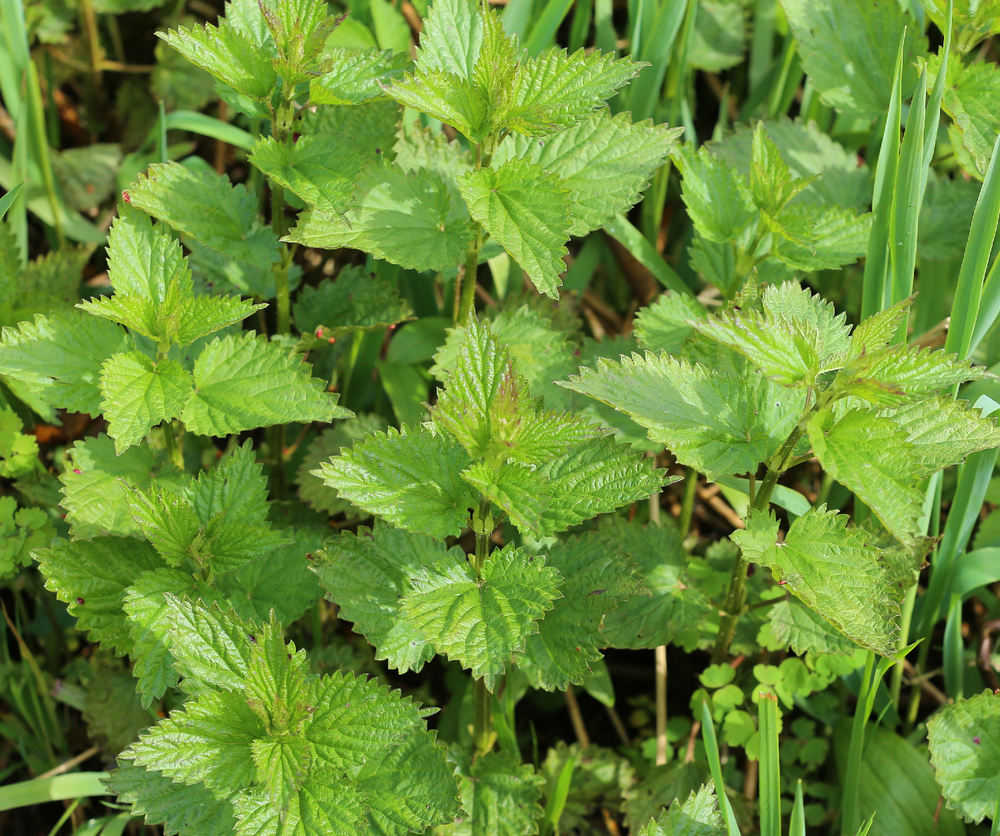 Young stinging nettle plants.