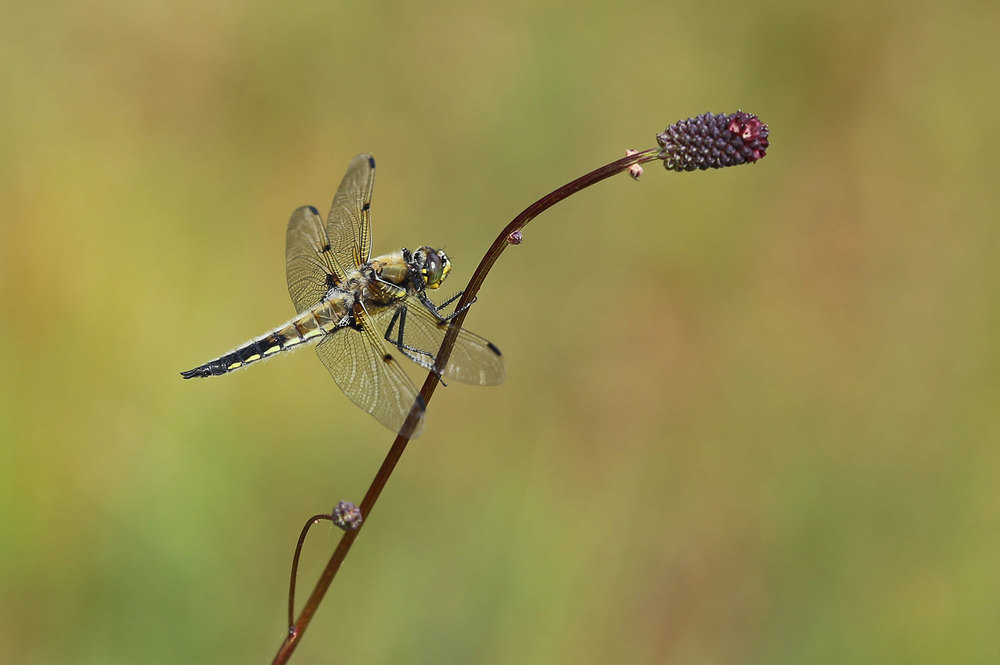  The Four-spotted skimmer dragonfly ( Libellula quadrimaculata ) perched on a Sitka burnett stem. 