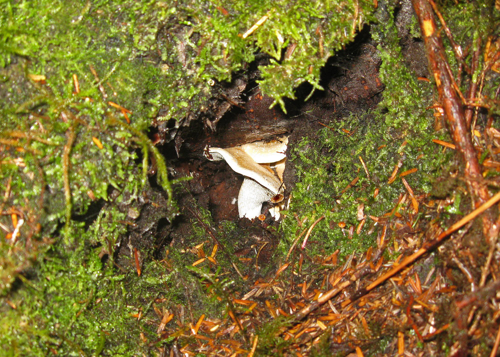 Hedgehog mushroom growing in a hole under a tree root. 