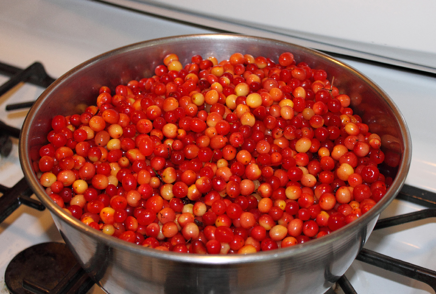 highbush cranberries big bowl southeast Alaska