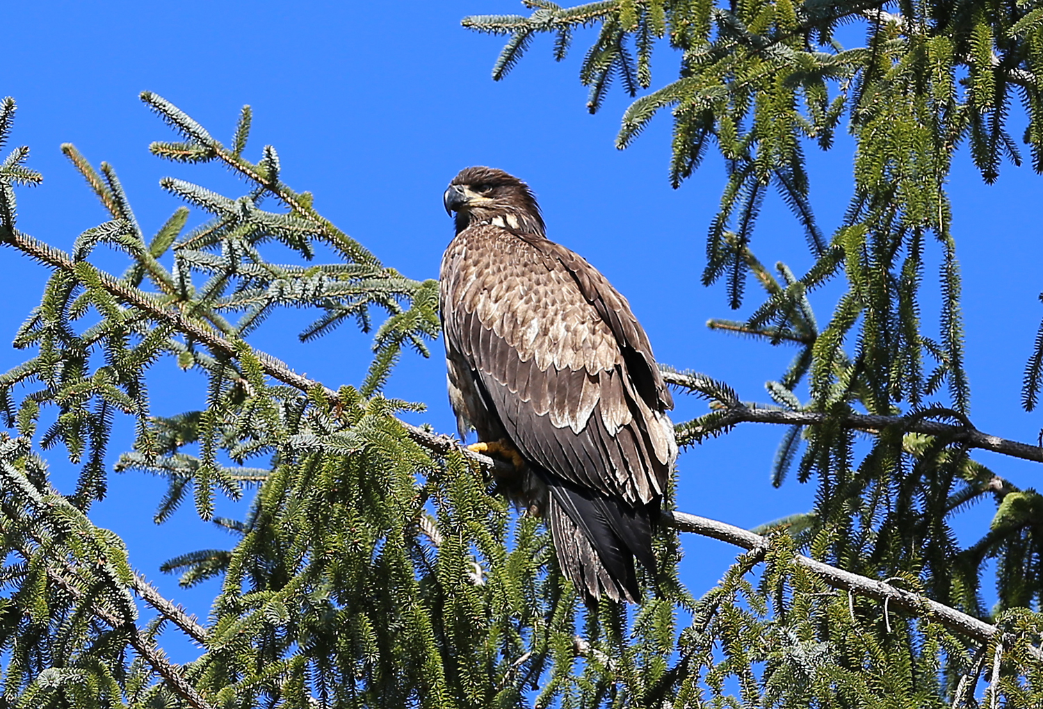 Sizeable Birds: Sandhill Cranes and Immature Bald Eagles