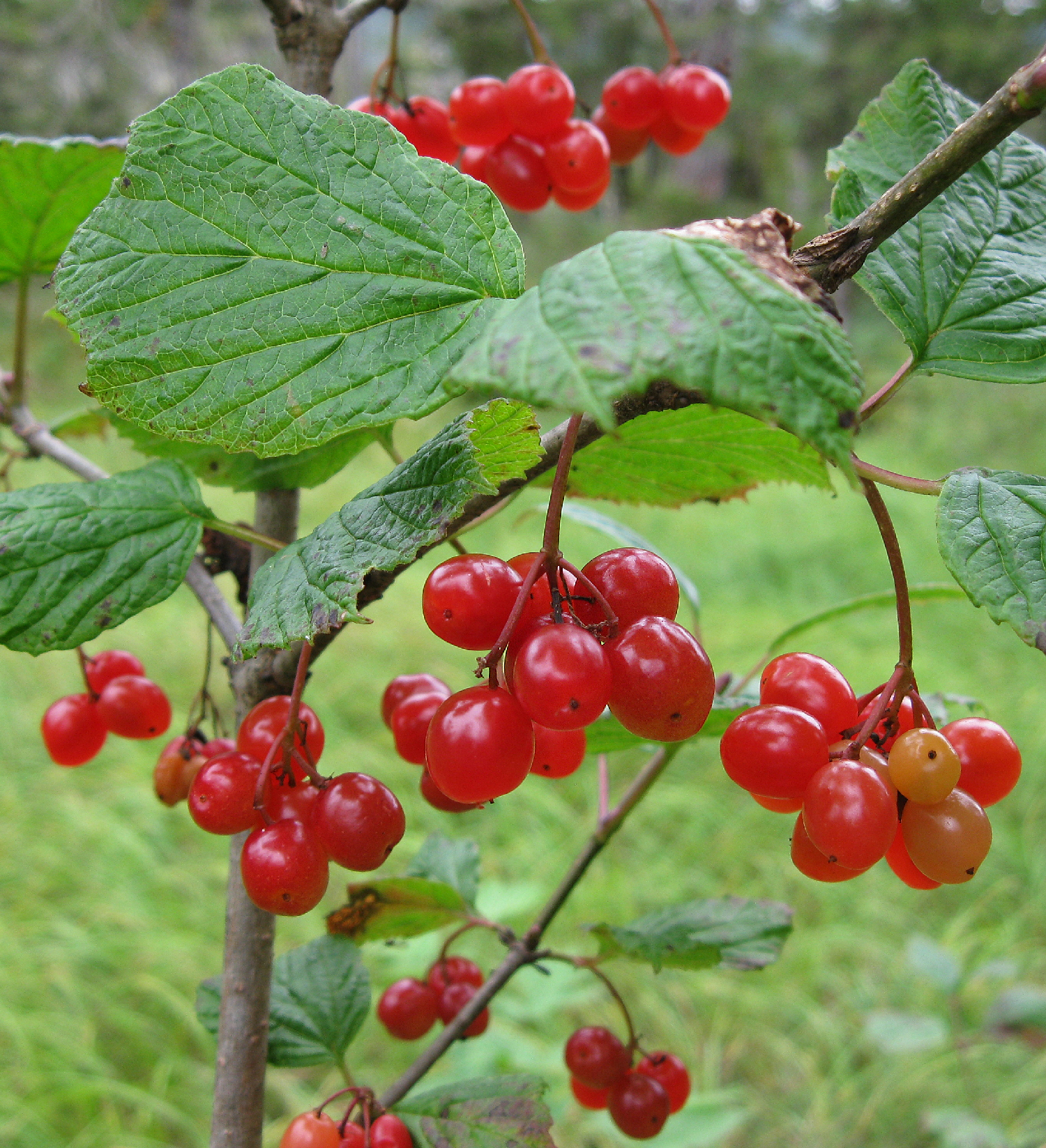 Highbush cranberry  (viburnum edule)