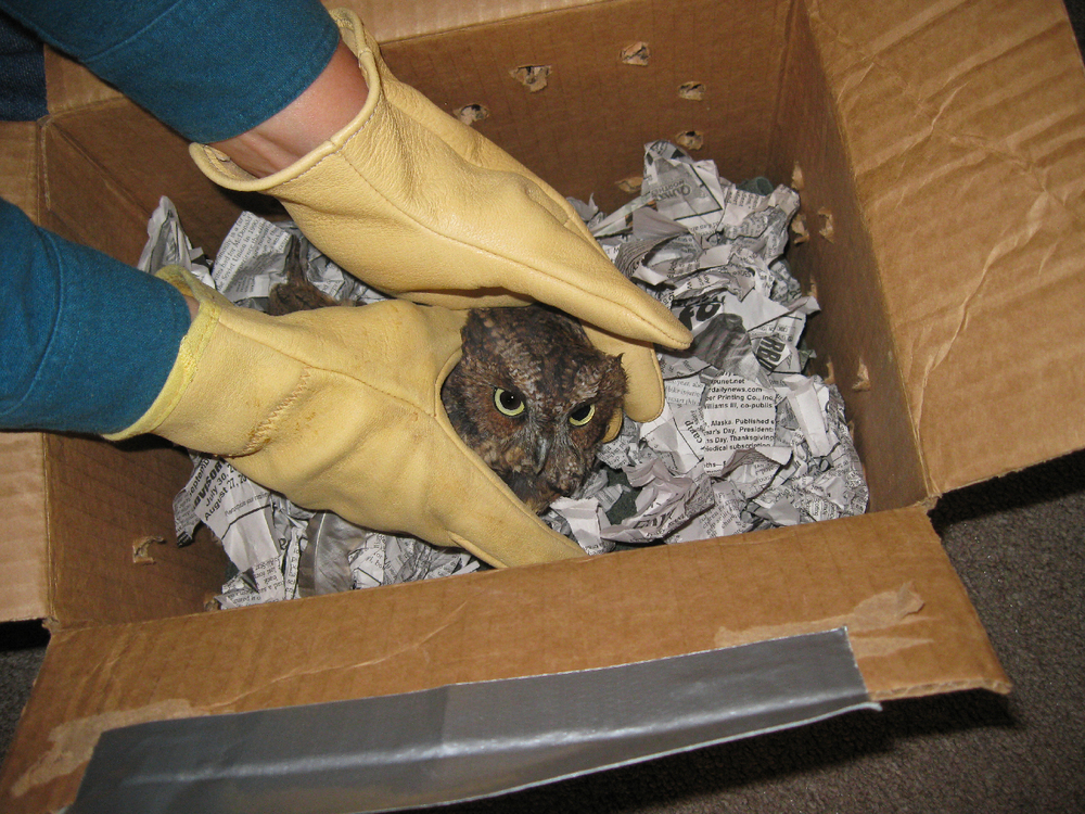 screech owl red phase box shredded paper leather gloves handle Sitka Raptor Center send ship transport medivac