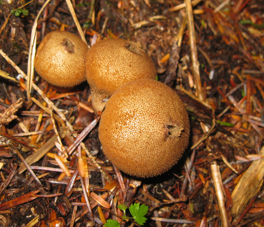 mature puffball mushrooms hole in the top spores reproduce reproduction Southeast Alaska