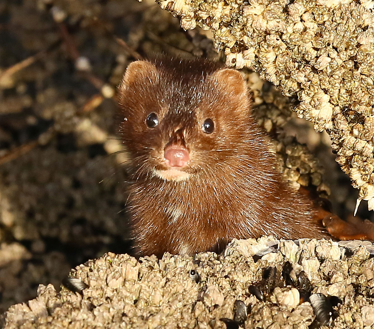 Whales, Mink, and Crows