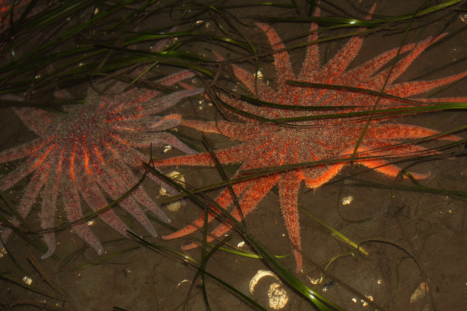 Sunflower seastars&nbsp; ( Pycnopodia helianthoides ) in eel grass ( Zostera marina ).